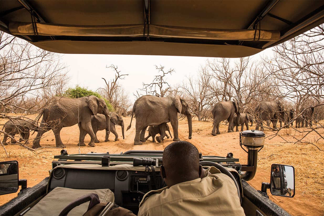 Animal encounters in Chobe National Park