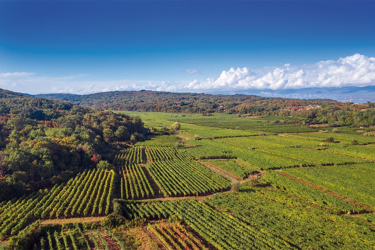 Wine tasting in Vrbnik