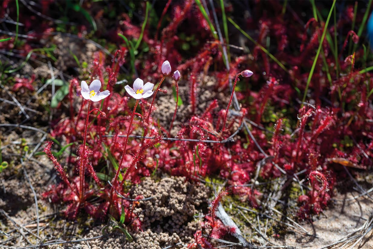A lesson in plant power