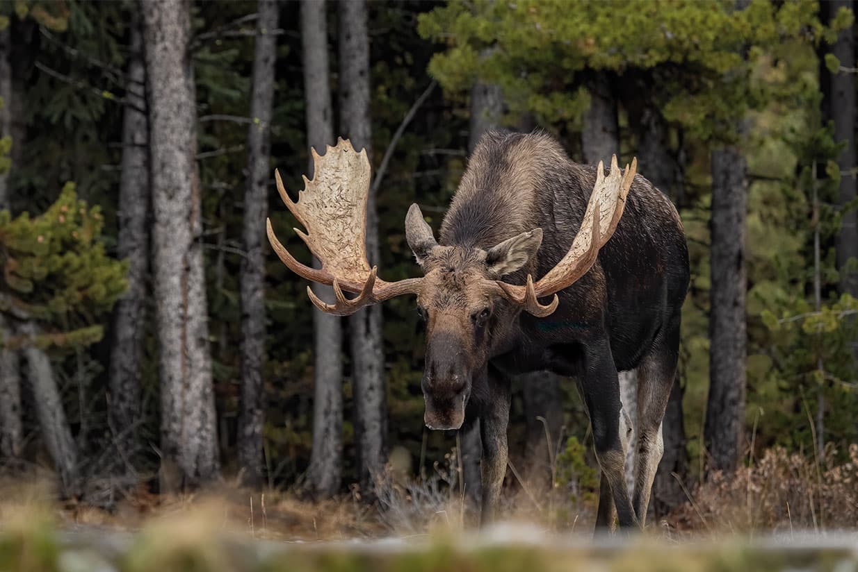 Interpretative talk during dinner in Jasper