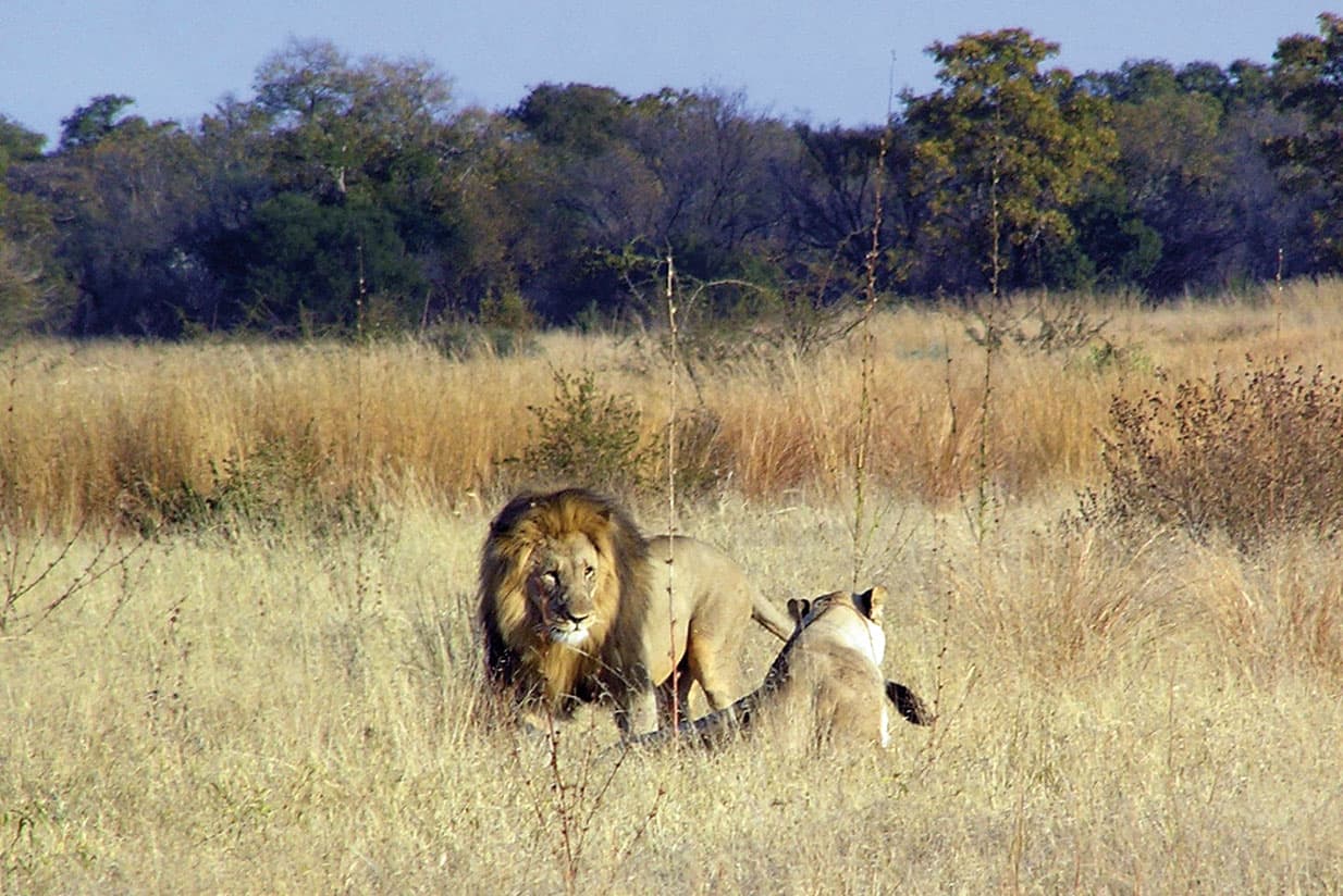 Searching for madjuma lions