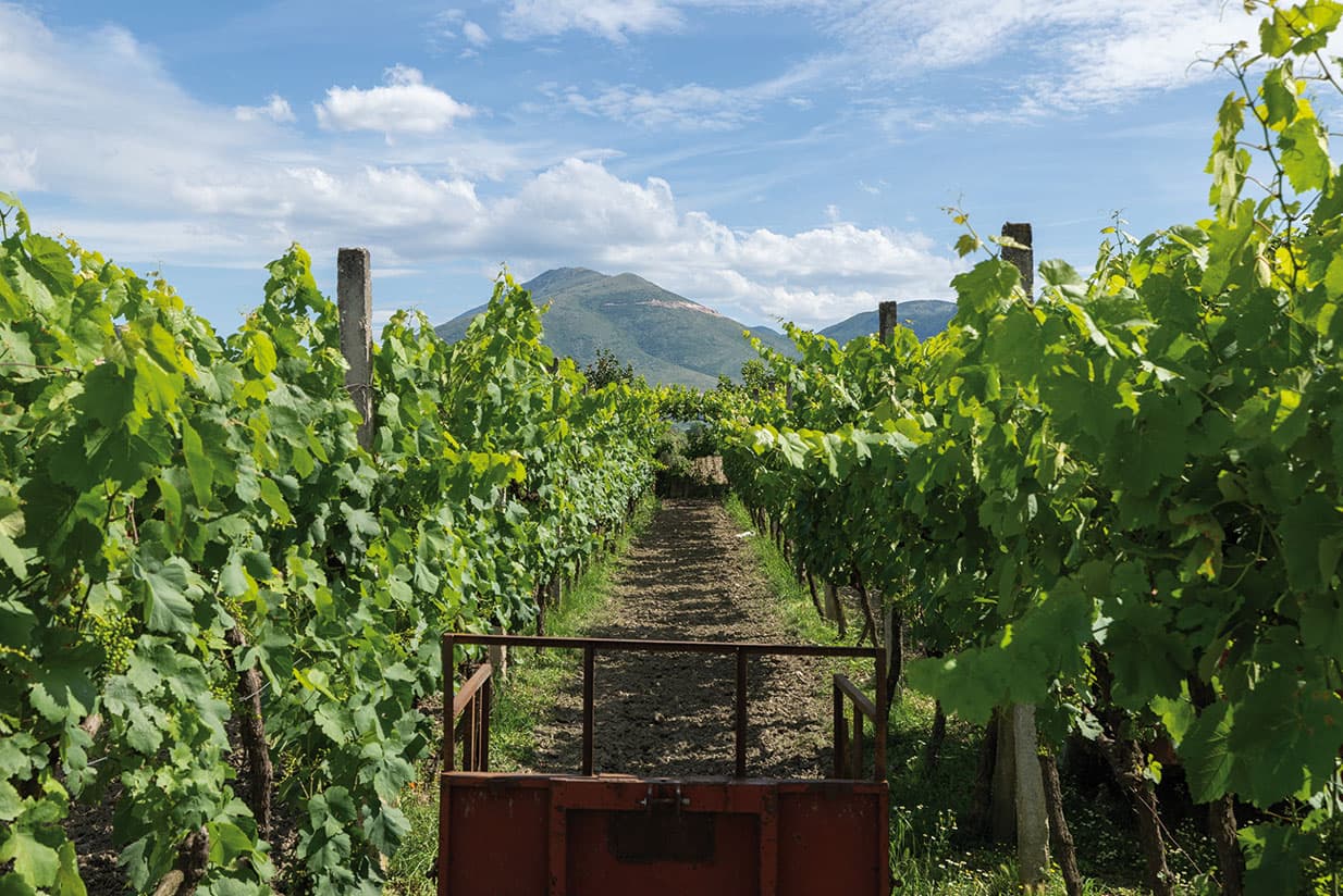 Cobo Winery visit and tasting